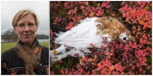 Det är som en droppe i havet att begränsa ripjakten om syftet är att få fler ripor i markerna, anser Maria Hörnell-Willebrand.