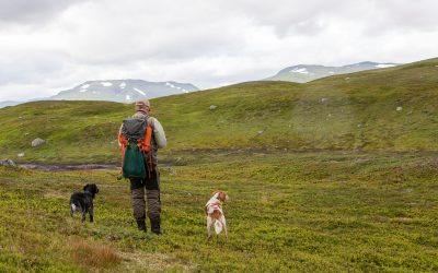 Ripinventeringarna i Stekejokk genomfördes 9–12 augusti.