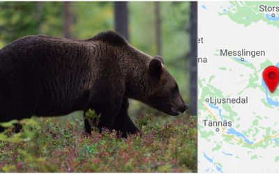En jägare har rivits av en björn i samband med jakt i Härjedalen.