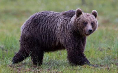 Årets licensjakt på björn är avslutad i hela landet.