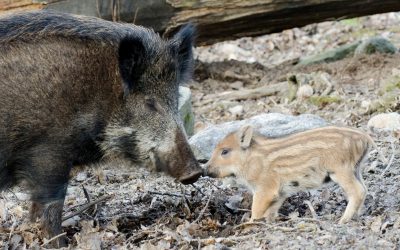 En jakt på råbock slutade med en både vådlig och ofrivillig närkontakt med en vildsvinssugga och hennes kultingar.