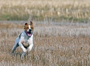 Jakten ställer hårda krav på hunden. För att klara dessa uppgifter krävs en väl sammansatt kost, så att hund­ens närings­behov tillgodoses. Foto: Jan Henricson