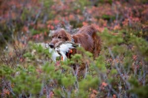 Småviltjakten är avlyst över stora områden på statens marker i bland annat Jämtland.