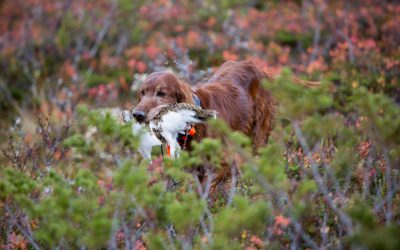 Småviltjakten är avlyst över stora områden på statens marker i bland annat Jämtland.