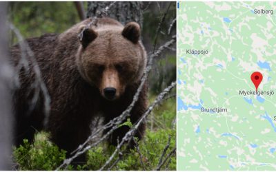 En älgjägare tvingades skjuta en attackerande björn. Foto: Johnny Olsson