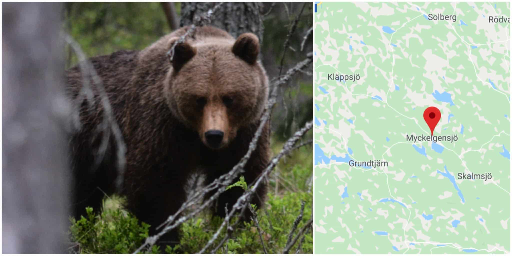 En älgjägare tvingades skjuta en attackerande björn. Foto: Johnny Olsson