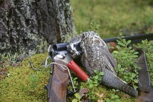Järpe jagas med hagelgevär och fint hagel, exempelvis US6. Eller med .22 lr med kikarsikte och ammunition som inte har så hög utgångshastighet. Foto: Lars-Henrik Andersson