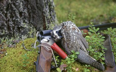 Järpe jagas med hagelgevär och fint hagel, exempelvis US6. Eller med .22 lr med kikarsikte och ammunition som inte har så hög utgångshastighet. Foto: Lars-Henrik Andersson