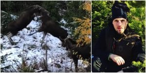 Jägaren Fredrik Nådin fick nöja sig med att filma sju älgar samtidigt från sitt pass.