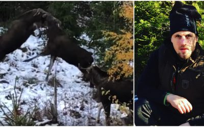 Jägaren Fredrik Nådin fick nöja sig med att filma sju älgar samtidigt från sitt pass.