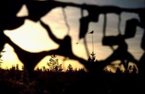 Foto: Leif Lindqvist