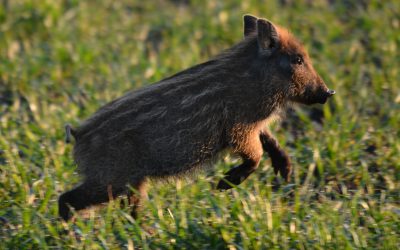 Vad kan du om vildsvin? Foto: Johnny Olsson