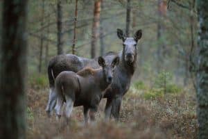 Enligt älgobsen efter de första dagarnas jakt i landets södra hälft pekar reproduktionen nedåt i många län.