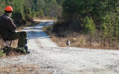 Det är inte lagligt att inom ett viltvårdsområde avlysa småviltjakt i väntan på älgjakt.