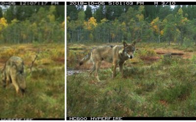 Den vänstra bilden föreställer tre årsvalpar från Tiveden. På den högra bilden syns en fjolårshane i Tivedenreviret. Foto: Länsstyrelsen