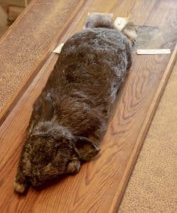 En synnerligen svart hare som kallades trollhare eller bjäre av allmogen. Haren skänktes till Naturhistoriska riksmuseet 1955. Foto: Martin Källberg