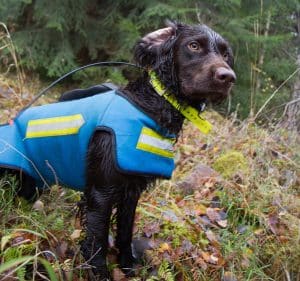 Agria rekommenderar att alla jakthundar som jagar vildsvin ska bära skyddsväst.