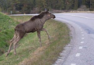 Finns det bland eftersöksjägarna inga viktigare frågor att arbeta med än att höja arvodet, frågar sig debattören.
