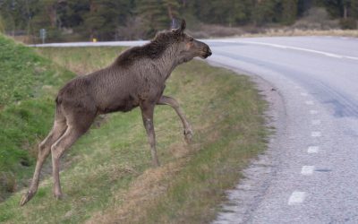 Finns det bland eftersöksjägarna inga viktigare frågor att arbeta med än att höja arvodet, frågar sig debattören.