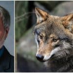 Politikerna måste ställa sig frågan varför berörda är missnöjda med rovdjurspolitiken, menar Mats Forslund vid WWF.