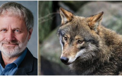Politikerna måste ställa sig frågan varför berörda är missnöjda med rovdjurspolitiken, menar Mats Forslund vid WWF.