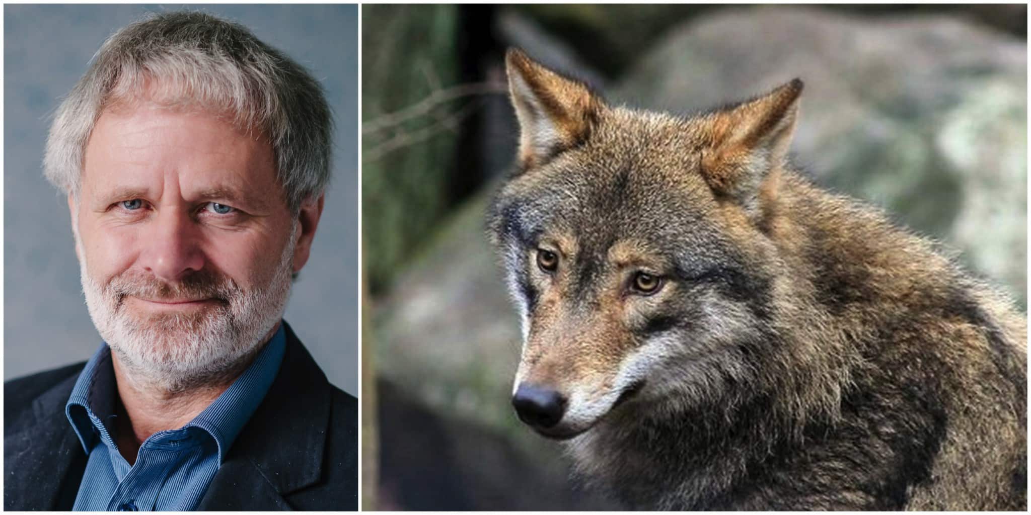 Politikerna måste ställa sig frågan varför berörda är missnöjda med rovdjurspolitiken, menar Mats Forslund vid WWF.