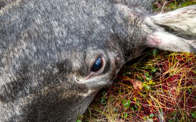 Lösningen på betesskadeproblematiken är inte först och främst att minska älgstammen, anser debattören.