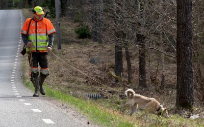 Uppdraget med trafikeftersök har inget med Jägareförbundets övriga ideella verksamhet att göra, skriver debattören.