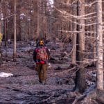 Älgjakten har redan kunnat inledas i de hårdast drabbade brandområdena i Hälsingland.