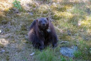 Inventeringar visar att järvarna blir allt fler i landet.