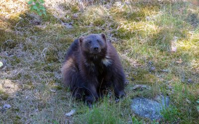 Inventeringar visar att järvarna blir allt fler i landet.