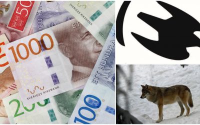Naturvårdsverket fortsätter att ge stora ekonomiska bidrag till Naturskyddsföreningens arbete med att bevaka licensjakten på varg. Foto: Mostphotos & Lars-Henrik Andersson