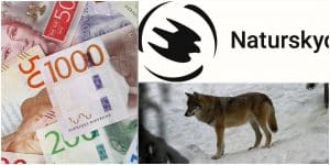 Naturvårdsverket fortsätter att ge stora ekonomiska bidrag till Naturskyddsföreningens arbete med att bevaka licensjakten på varg. Foto: Mostphotos & Lars-Henrik Andersson