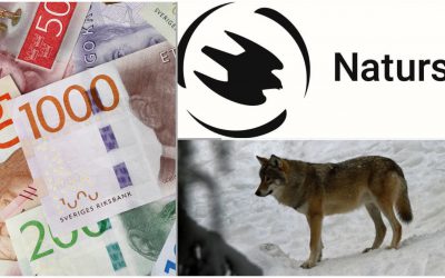 Naturvårdsverket fortsätter att ge stora ekonomiska bidrag till Naturskyddsföreningens arbete med att bevaka licensjakten på varg. Foto: Mostphotos & Lars-Henrik Andersson