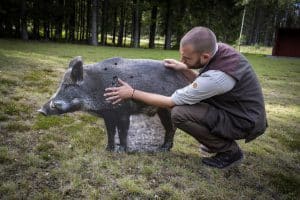 Träffytan på ett vildsvin motsvarar ungefär en normalstor, utspärrad hand. Ted Lagrelius visar på en vildsvinsfigur i naturlig storlek. Foto: Thomas B Andersson