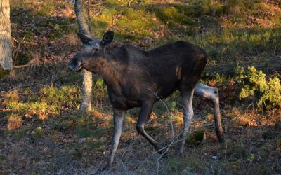 Jägareförbundet är kritiskt till att problemen med betesskador i första hand förväntas lösas med ökat jakttryck.
