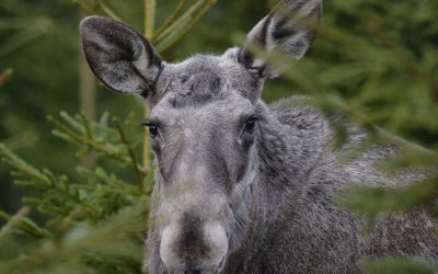 Naturvårdsverket anser att det är angeläget att minska betesskadorna i skogen.