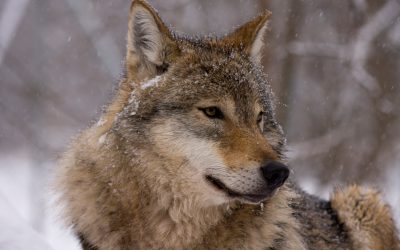 I rovdjurens spår är inget annat än en partsinlaga för alla dem som tjänar pengar på vargförekomsten, anser debattören. Foto: Mostphotos