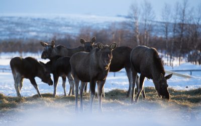 Foto: Kristoffer Sahlén