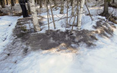 Askan sprids medan det ännu ligger djupt med snö. Arbetet underlättas om det blåser. Foto: Bernt Karlsson
