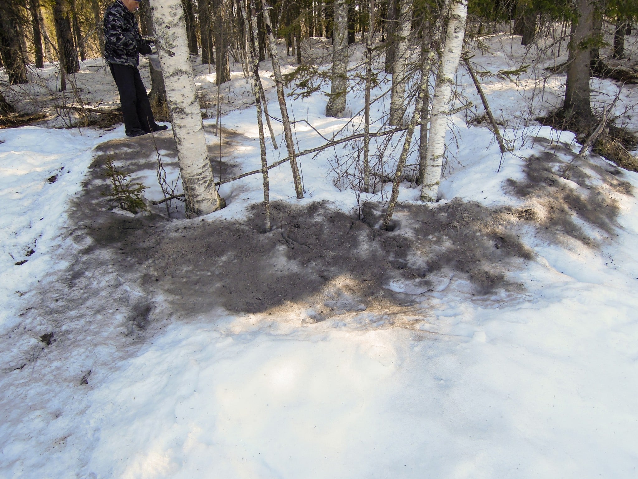 Askan sprids medan det ännu ligger djupt med snö. Arbetet underlättas om det blåser. Foto: Bernt Karlsson