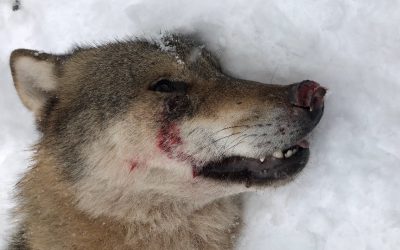 Länsstyrelsen fanns på plats för att försöka skrämma bort djuret från villaområdet, men olika händelser ledde fram till polisens beslut om avlivning.