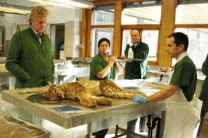 Veterinärer på SVA övervakar sjukdomsläget hos vilda djur. På bilden undersöks ett inskickat lodjur. Till vänster, statsveterinär Torsten Mörner, till höger chefen för viltsektionen Erik Ågren.