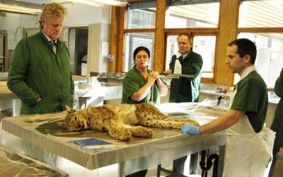Veterinärer på SVA övervakar sjukdomsläget hos vilda djur. På bilden undersöks ett inskickat lodjur. Till vänster, statsveterinär Torsten Mörner, till höger chefen för viltsektionen Erik Ågren.