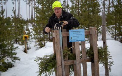 Naturbevakare Sone Persson vid en av länsstyrelsens viltkameror.
