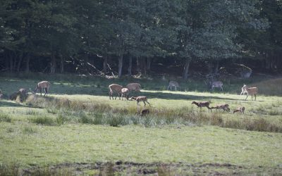 I Sörmland ska klövviltet samförvaltas enligt en plan som länsstyrelsen tagit fram.