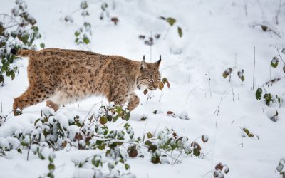 Länsstyrelserna har beslutat om licensjakt på fem lodjur i Kalmar- och Jönköpings län i vår.