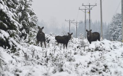 Älgstammen ska ökas i landet. I alla fall om besökarna på Svenskjakt.se får bestämma.