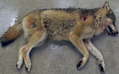 Foto: Gete Hestvik/SVA