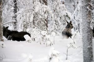 Holmen och Sveaskog överklagar länsstyrelsens nedbantade skyddsjaktbeslut på älg till Naturvårdsverket.